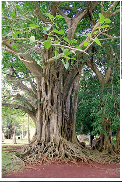 Arbre de bodhi 1 1